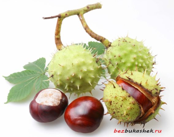 Конский каштан